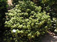 Laurier tin - Viburnum tinus (en Corse) (02) (Photo F. Mrugala)